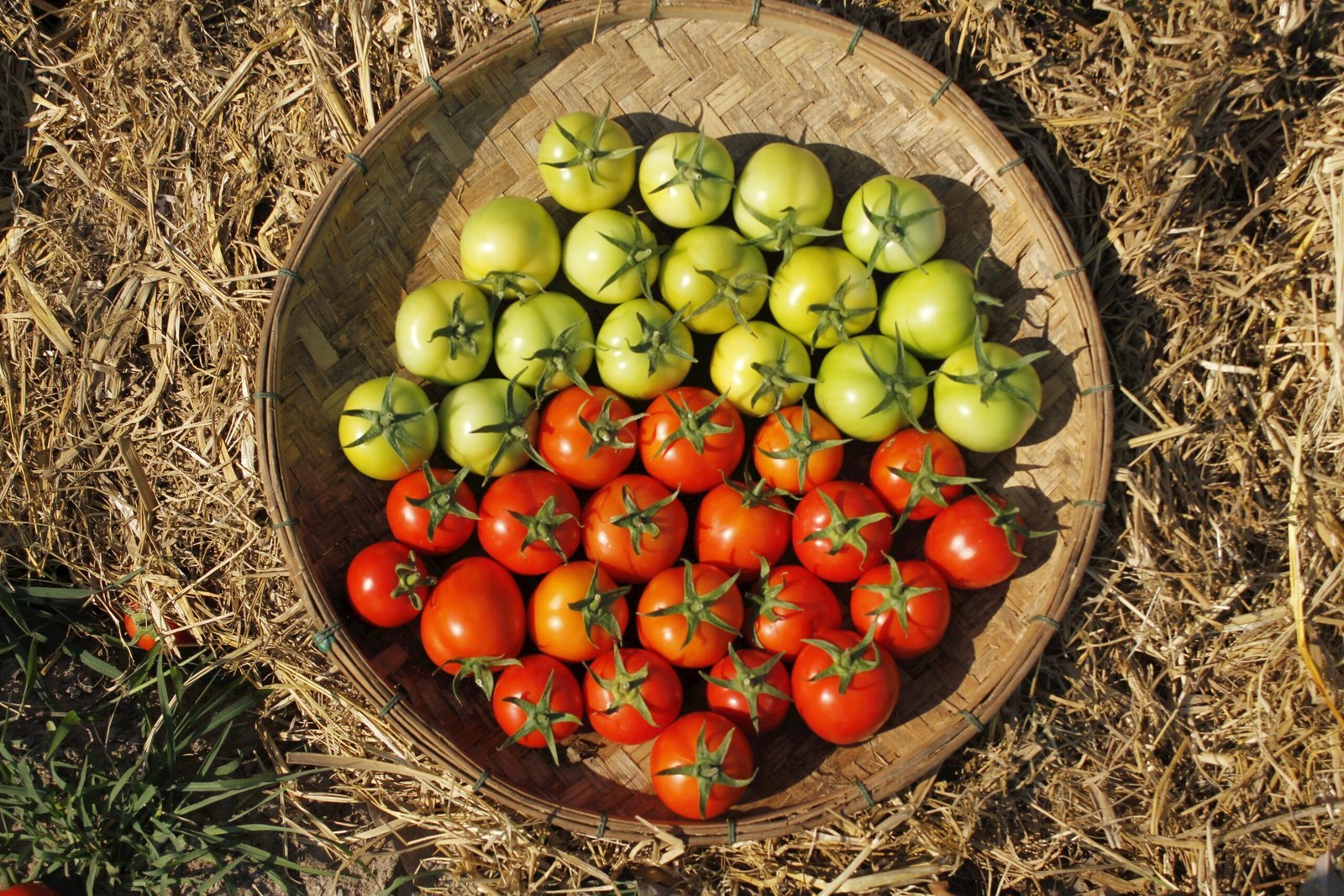 A wooden bowl filled with lots of tomatoes
